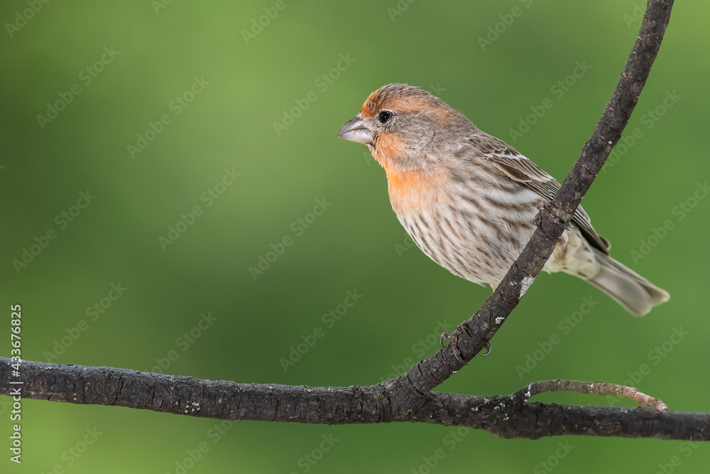 Orange Variant House Finch Perched in a Tree Orange Variant House Finch Perched in a Tree