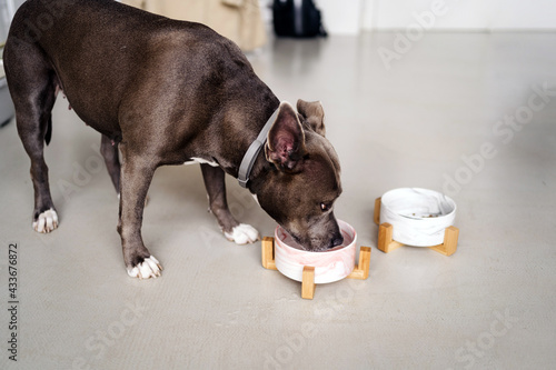 Purebred dog with brown coat in collar eating food from bowl on floor in light house