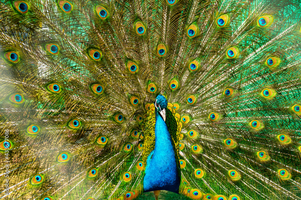 Obraz premium Beautiful bright peacock with a loose tail. Pets on the farm in summer.