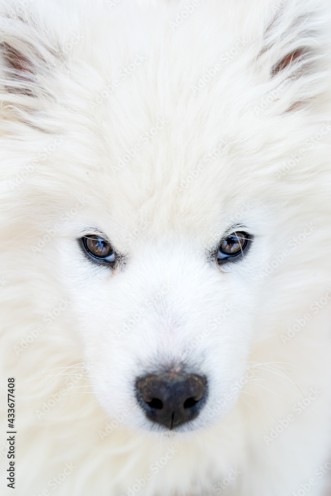 White Samoyed husky puppy. Friendly dogs with fluffy coat.