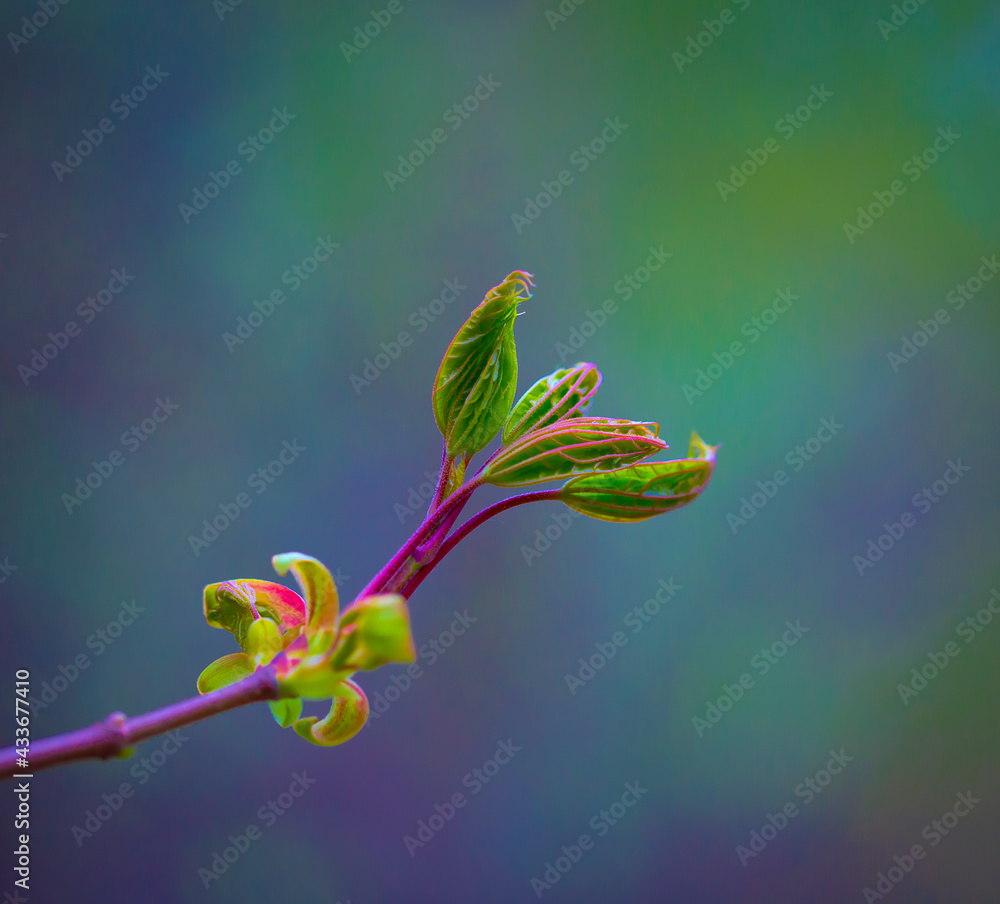 Young Sprouts of Forest Plants. Spring State of Nature. Minimalistic Natural Background.