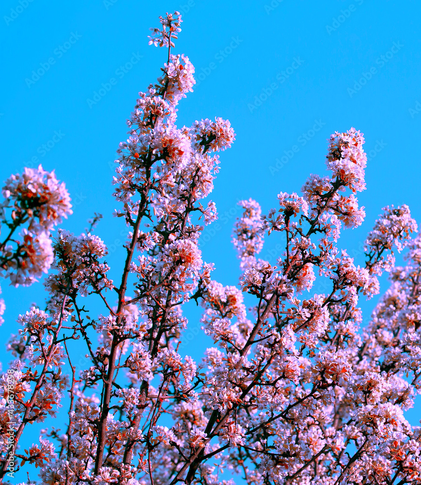 Blooming Apple Tree. White and Pink Flowers on Branches in Springtime. Spring or Summer Natural Background.