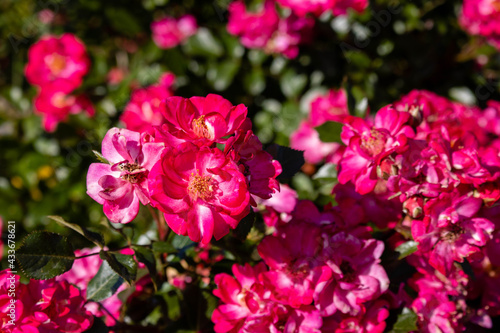 Fototapeta Naklejka Na Ścianę i Meble -  Flores rosas