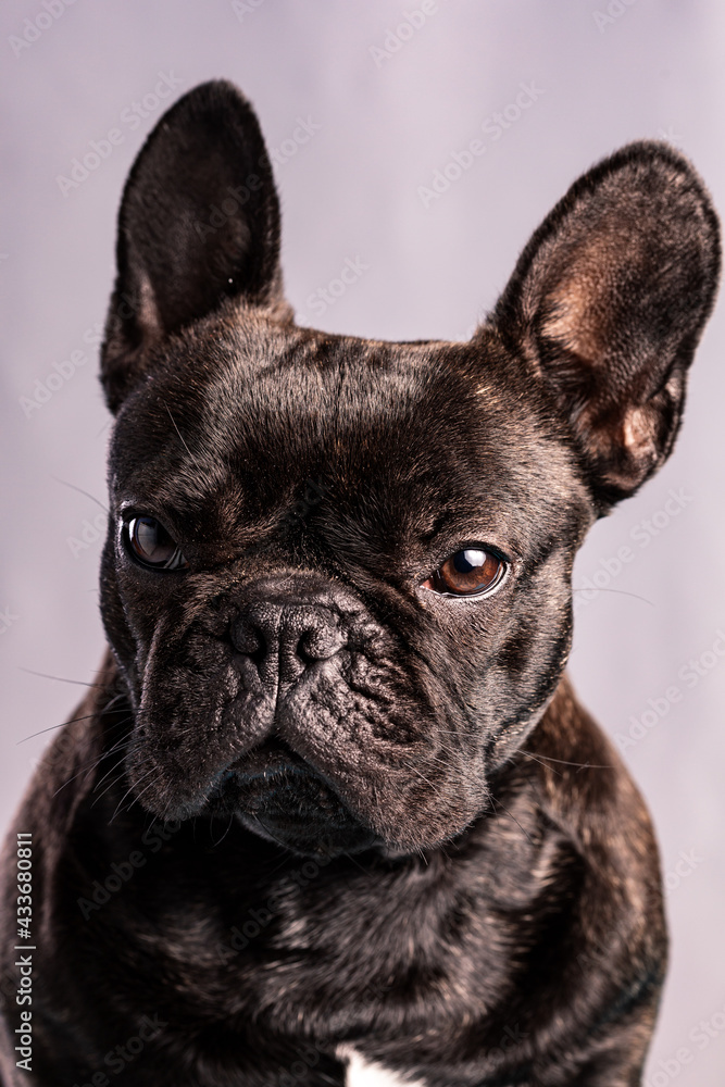 Obedient French Bulldog with dark fur and brown eyes looking at camera against light purple background Obedient French Bulldog with dark fur and brown eyes looking at camera against light purple background