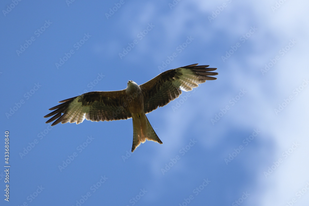 Obraz premium Rotmilan (milvus milvus)