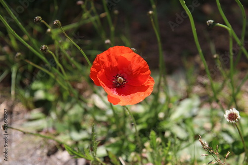 Coquelicot