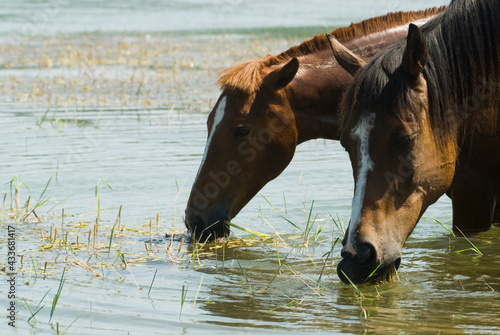Horses drink and rest in the lake.
