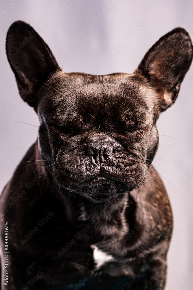 Obedient French Bulldog with dark fur with closed eyes against light purple background Obedient French Bulldog with dark fur with closed eyes against light purple background