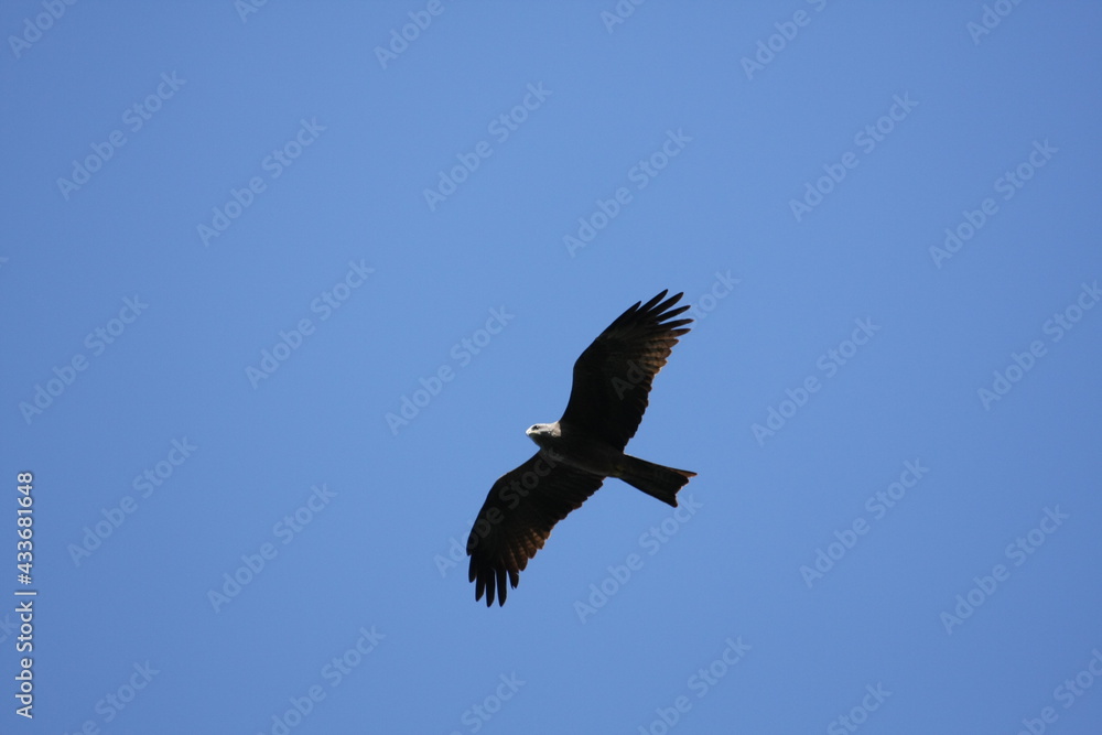 Obraz premium Rapace en vol