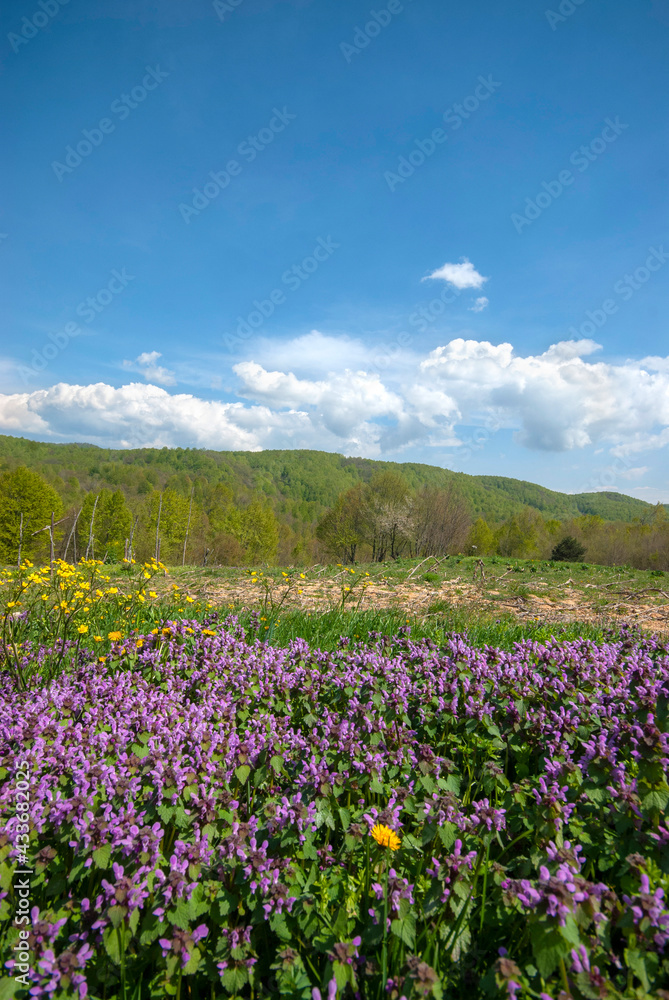 In the spring, flowers bloom in the highlands. Violet Plateau, İzmit Turkey.