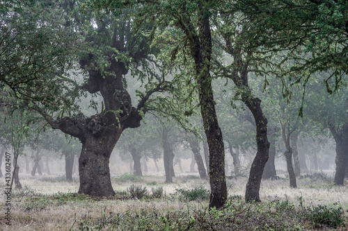 Ancient holm oak forest (Quercus ilex) in a foggy day with centenary old trees, Zamora, Spain.