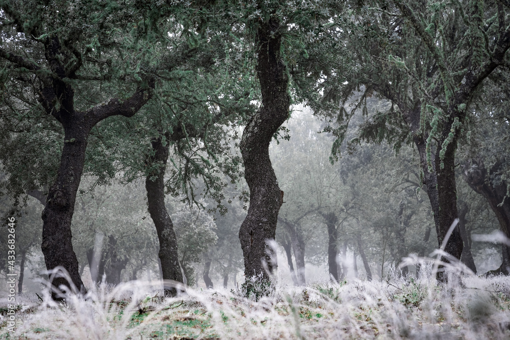 Ancient holm oak forest (Quercus ilex) in a foggy day with centenary old trees, Zamora, Spain. Ancient holm oak forest (Quercus ilex) in a foggy day with centenary old trees, Zamora, Spain.