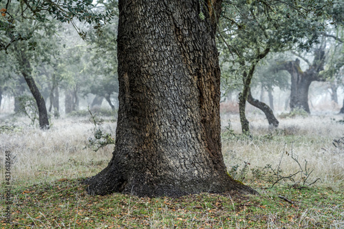 Ancient holm oak forest (Quercus ilex) in a foggy day with centenary old trees, Zamora, Spain.