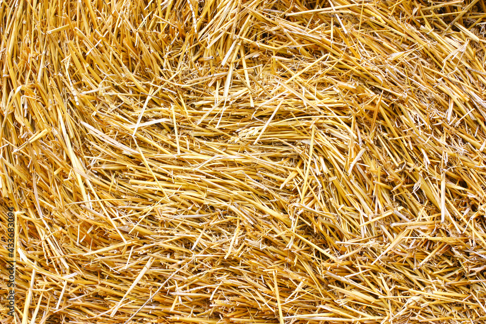 Dry, yellow grass spread out in a uniform layer. Dry, yellow grass spread out in a uniform layer.