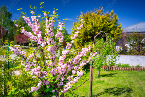 Fototapeta Naklejka Na Ścianę i Meble -  Blossoming flowering almond tree in the summer garden