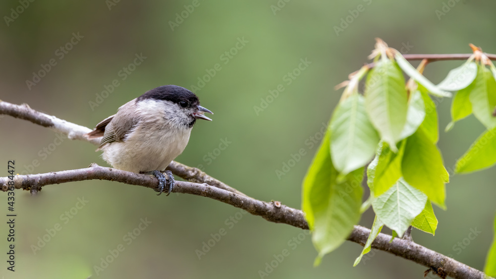 bird, natur, wild lebende tiere, ast, tier, wild, baum, blau, gering, kohlmeise, schnabel, bird, natur, wild lebende tiere, ast, tier, wild, baum, blau, gering, kohlmeise, schnabel,