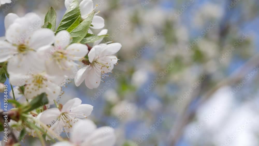Close up blooming cherry tree. Spring time nature. 4k video Close up blooming cherry tree. Spring time nature. 4k video