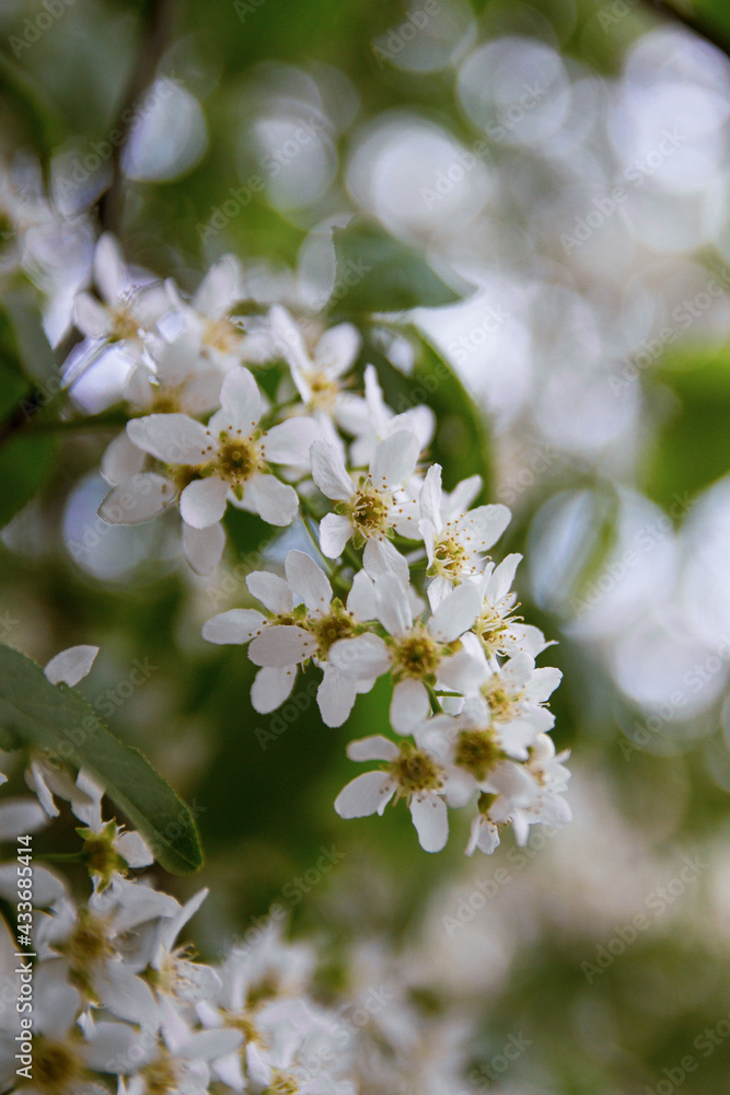 Bird Cherry Tree in Blossom.Close-up of a Flowering Prunus Avium Tree Bird Cherry Tree in Blossom.Close-up of a Flowering Prunus Avium Tree