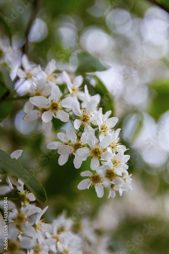 Bird Cherry Tree in Blossom.Close-up of a Flowering Prunus Avium Tree