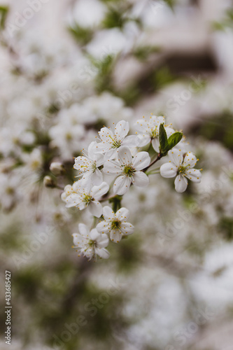 Blooming apple tree in the garden on a spring day with blurred background.