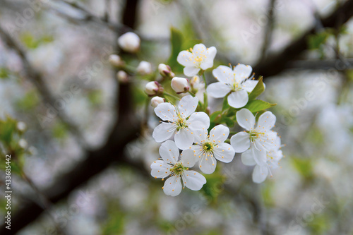 Blooming apple tree in the garden on a spring day with blurred background.