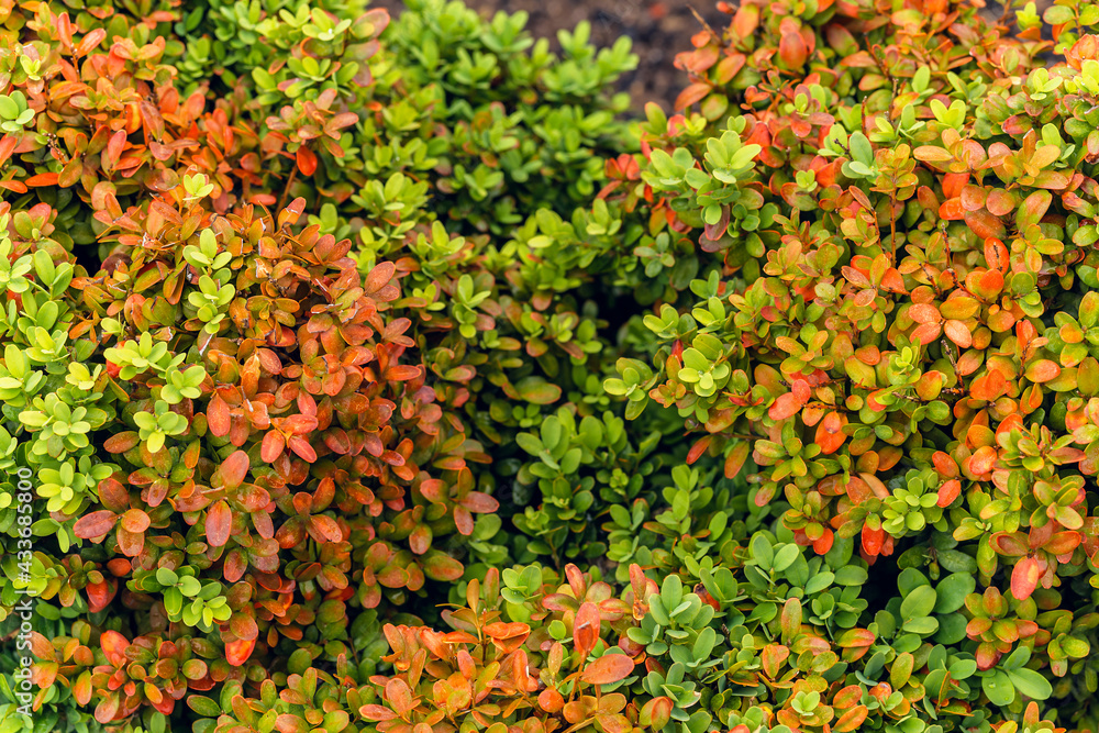 multicolored small leaves background multicolored small leaves background