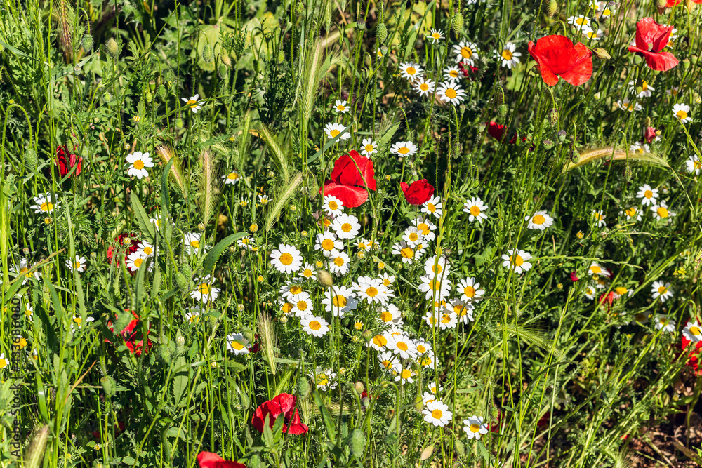 field of daisies and wild poppies