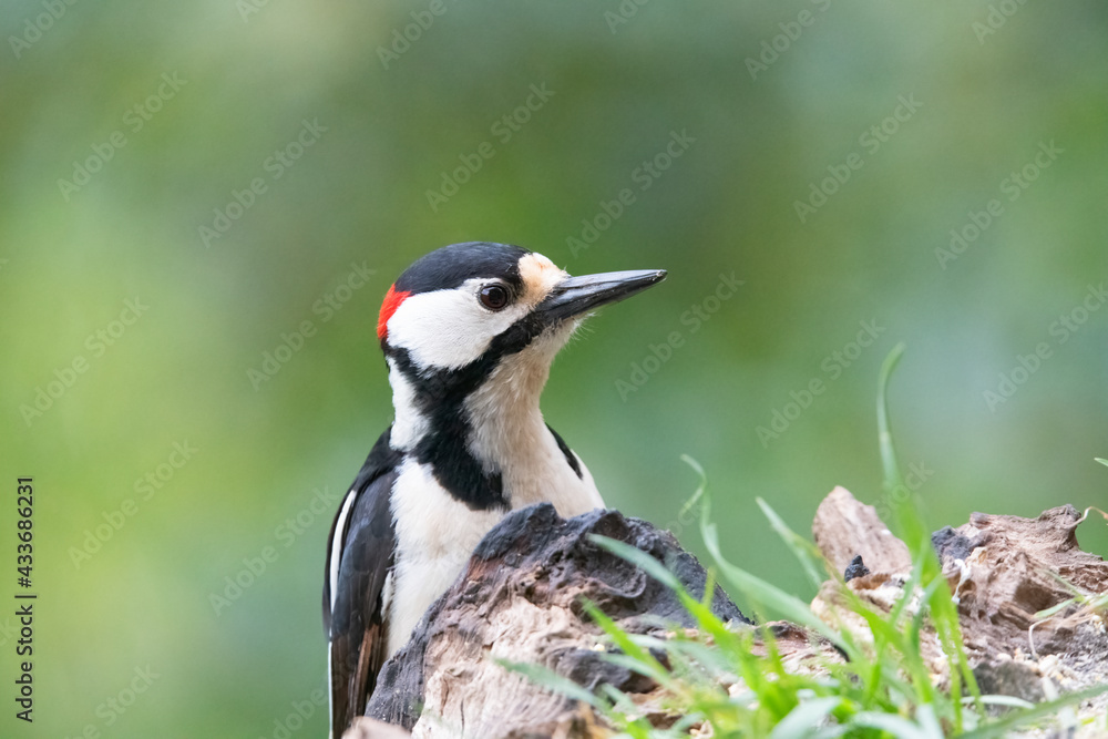 Great spotted woodpecker (Dendrocopos major). Great spotted woodpecker (Dendrocopos major).