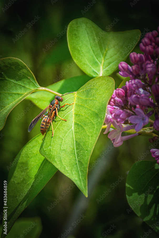 A wasp, I think, lands on a green leaf of wildflower in my yard in Windsor in Broome County in Upstate NY. Violet, purple flowers blooming in spring. Sun shines on an insect. A wasp, I think, lands on a green leaf of wildflower in my yard in Windsor in Broome County in Upstate NY. Violet, purple flowers blooming in spring. Sun shines on an insect.