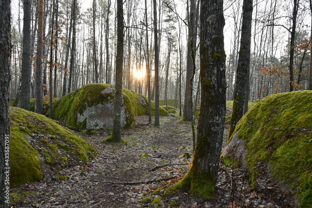 Ancient stones in the forest
Ancient stones in the forest
