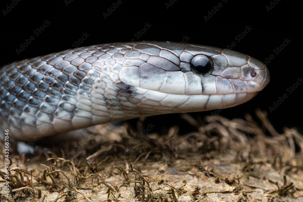 Portrait Aesculapian snake Zamenis longissimus with parcial melanism in nature Portrait Aesculapian snake Zamenis longissimus with parcial melanism in nature
