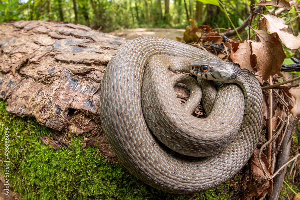 Mediterranean Grass Snake Natrix Astreptophora In Its Forest Habitat 