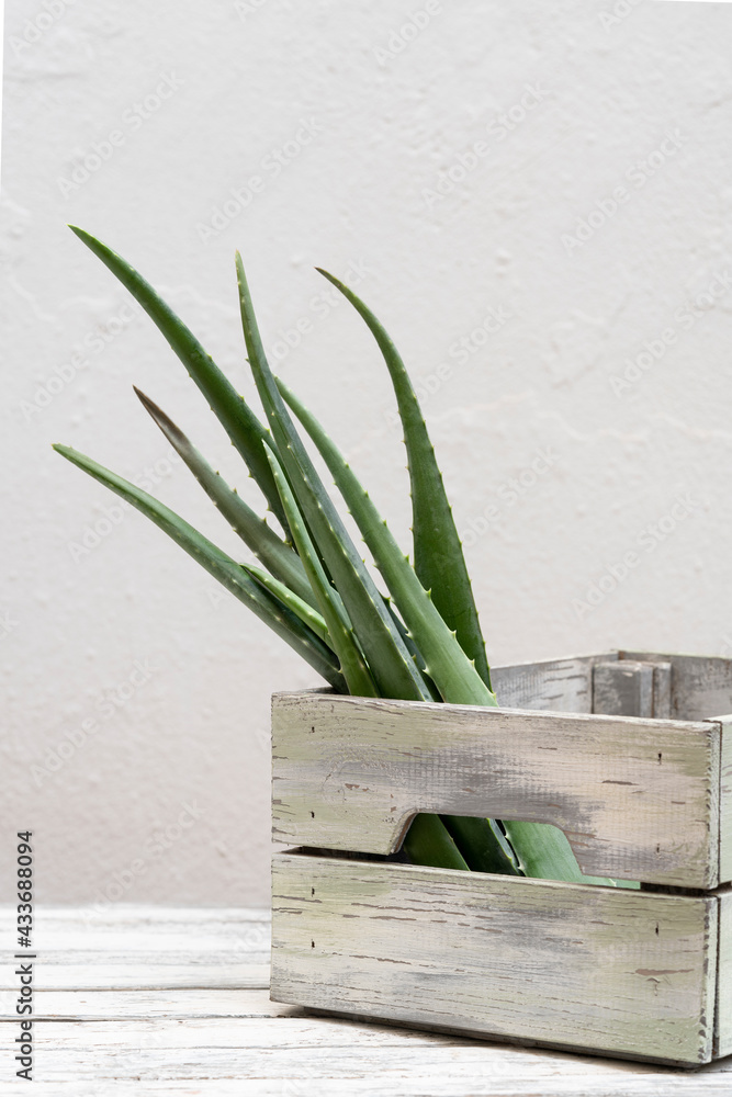 Green aloe vera leaves placed in wooden container on table on white background Green aloe vera leaves placed in wooden container on table on white background