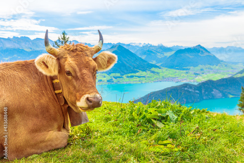 Portrait of brown cow with big horns in alpine meadow along Rigi-Scheidegg railway looking at Swiss Alps, Schwyz basin, Lake Lucerne. Unterstetten in Canton of Lucerne, Central Switzerland.