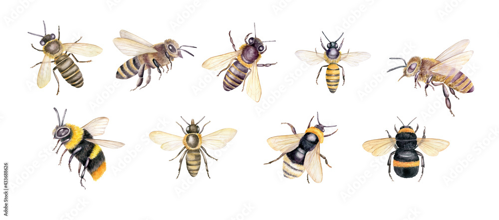 Set of watercolor bees, bumblebees. Hand drawn botanical illustration isolated on white background. - obrazy, fototapety, plakaty 