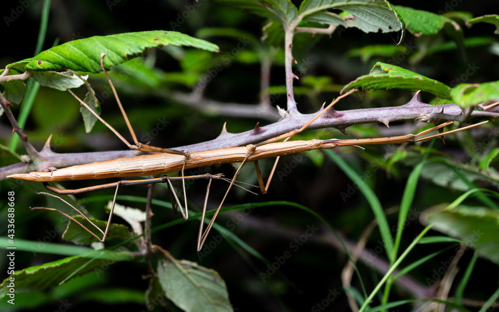 Copulation of couple stick insects Bacillus rossius in thorn bush overnight Copulation of couple stick insects Bacillus rossius in thorn bush overnight