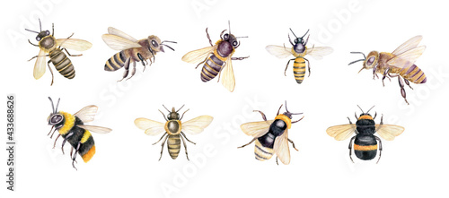 Set of watercolor bees, bumblebees. Hand drawn botanical illustration isolated on white background.