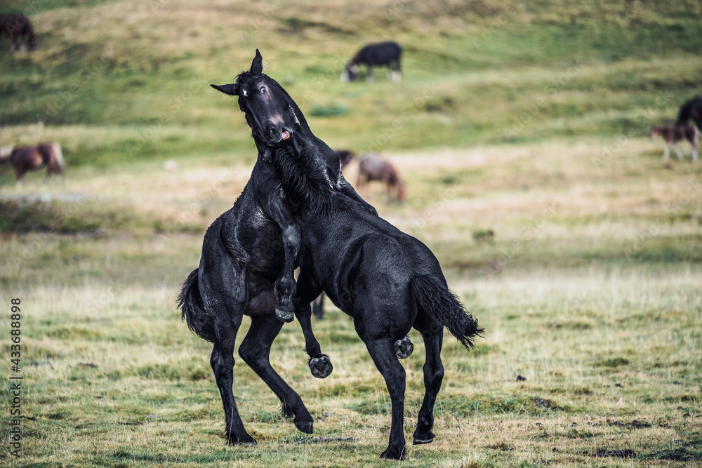 Graceful black stallions fighting in game on blurred background of meadow with fresh verdant grass in daytime Graceful black stallions fighting in game on blurred background of meadow with fresh verdant grass in daytime