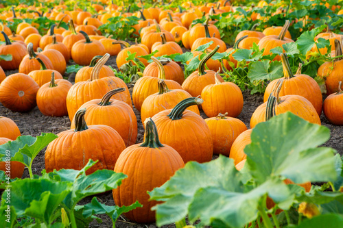 pumpkin patch at Halloween