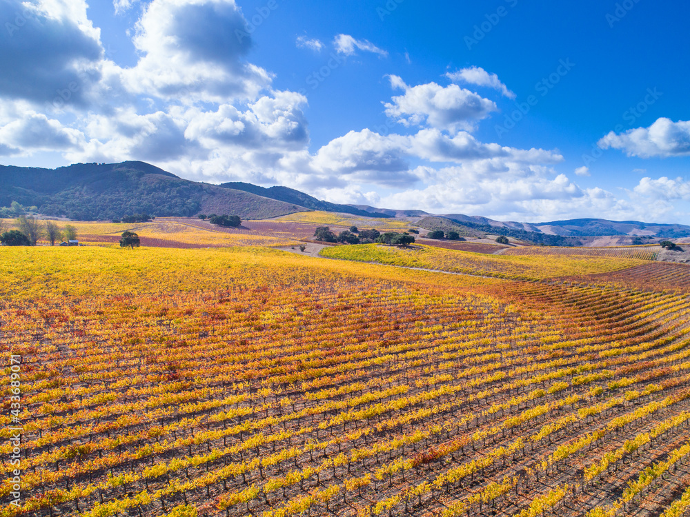 aerial view of an autumn vineyard, Santa Ynez Valley, California