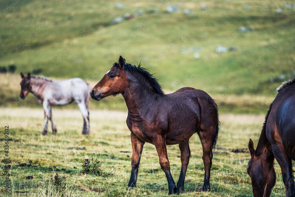 Horses on blurred background of meadow with fresh green grass Horses on blurred background of meadow with fresh green grass