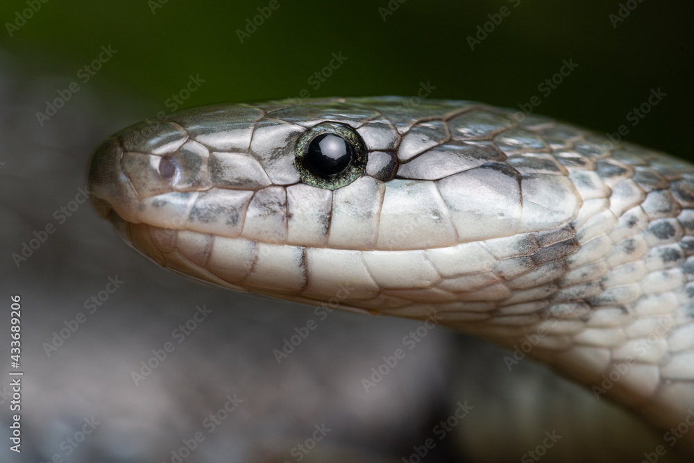 Close up Portrait Aesculapian snake Zamenis longissimus with parcial melanism in nature Close up Portrait Aesculapian snake Zamenis longissimus with parcial melanism in nature