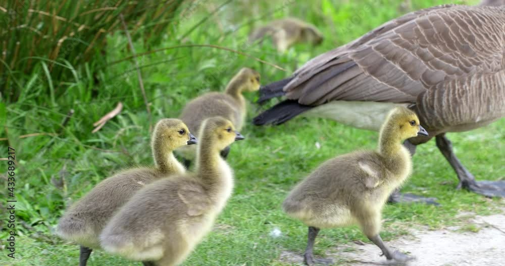 Family of canada goose. Blurred background. Wildlife care concept. Daytime. Still camera view. RroRes 422 HQ. Family of canada goose. Blurred background. Wildlife care concept. Daytime. Still camera view. RroRes 422 HQ.