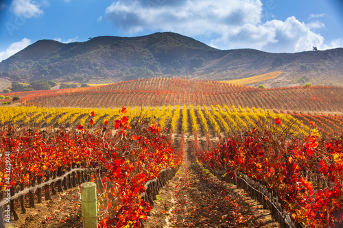 fall vineyard, Santa Ynez Valley, California