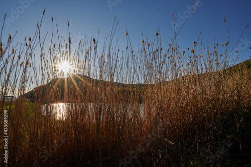 the sun shines through the dry pampas grass. lake view