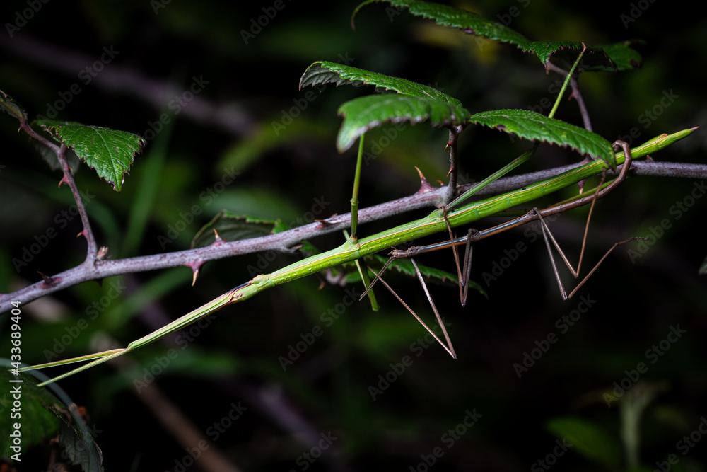 copulation of couple stick insects Bacillus rossius in thorn bush overnight copulation of couple stick insects Bacillus rossius in thorn bush overnight