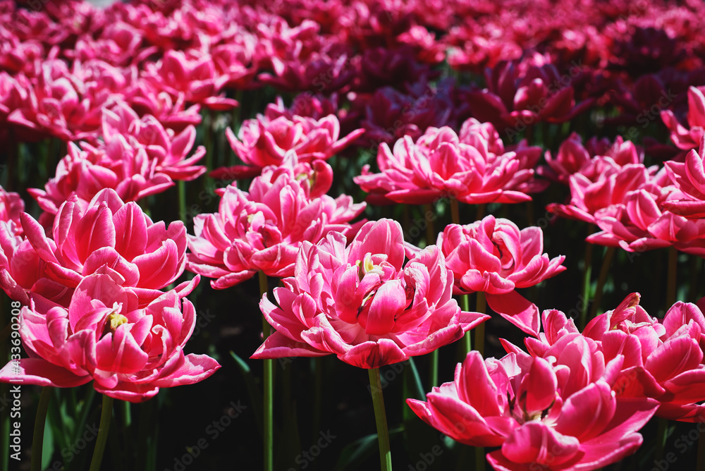 Fototapeta premium Beautiful double red and white tulip flowers. Spring blooming on a sunny day
