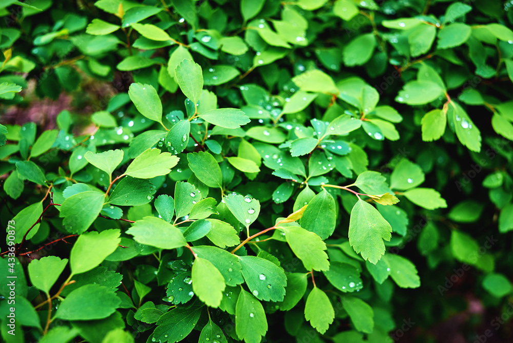 The bush of the Laser trilobum plant after the rain. Drops on the leaves. The bush of the Laser trilobum plant after the rain. Drops on the leaves.