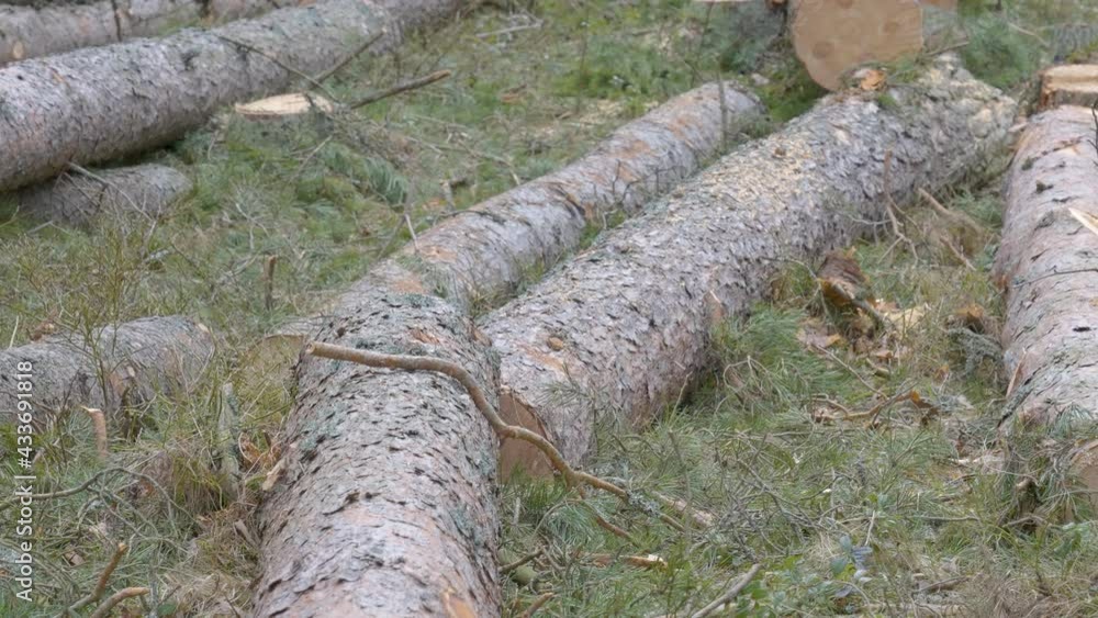Some of the fallen logs of the spruce tree on the forest ground Some of the fallen logs of the spruce tree on the forest ground