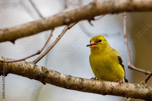 Close up of an American Goldfinch (Spinus tristis) perched on a tree limb during spring. Selective focus, background blur and foreground blur. 